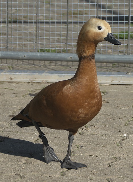 个篮板